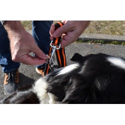 Laisse élastique Pour Chien Avec Attache Ceinture De Sécurité - Sécurité En Voiture - Longueur Réglable 55-102 Cm
