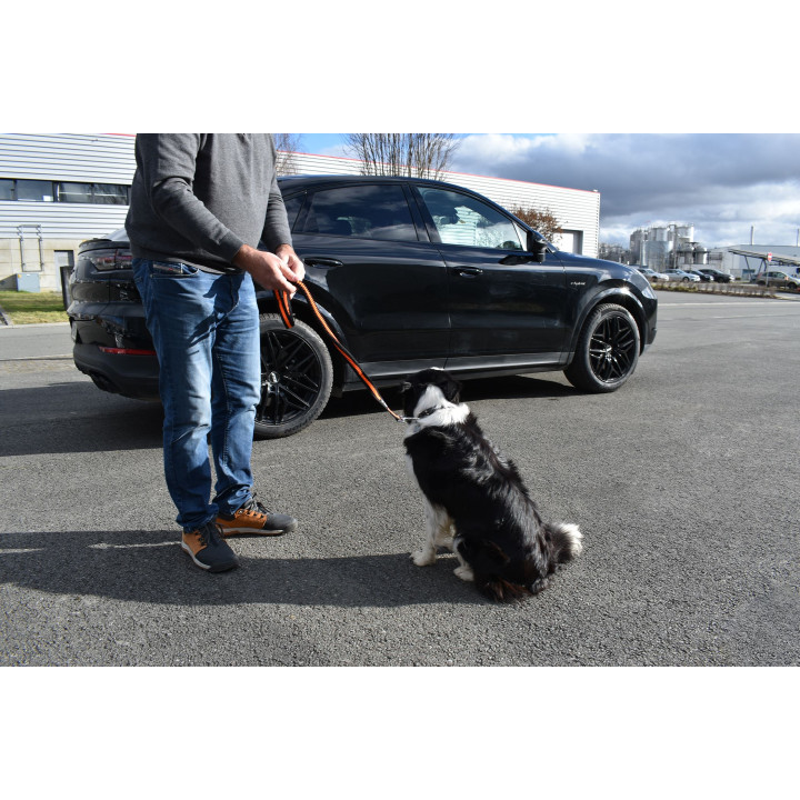 Dog leash with seat belt buckle